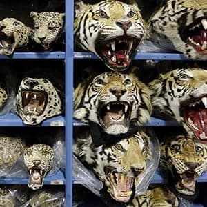 Week in Pictures