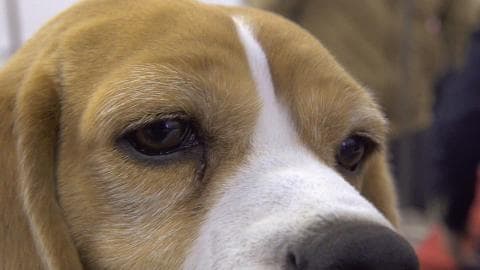 Miss P: A sneak peek into the life of the Westminster winner