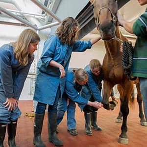 The social worker: A vet's best friend
