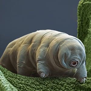 Meet the ‘water bear,' the world's toughest animal