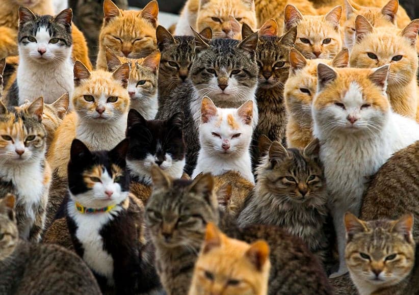 Op-Ed: How we can save both cats and birds
