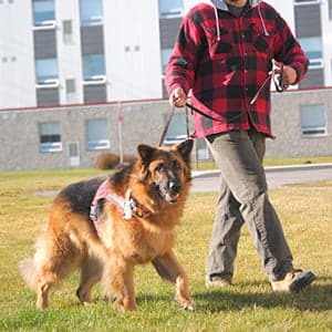 Canine comfort: Why schools are offering wellness dogs