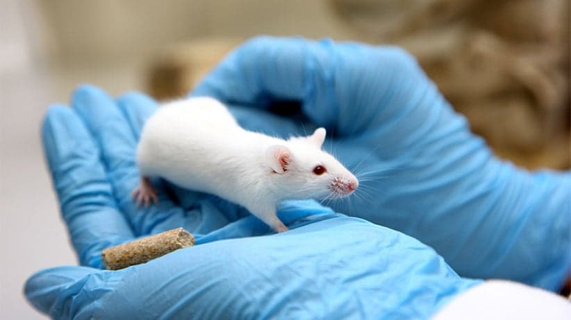 Gene editing spurs hope for muscular dystrophy cure