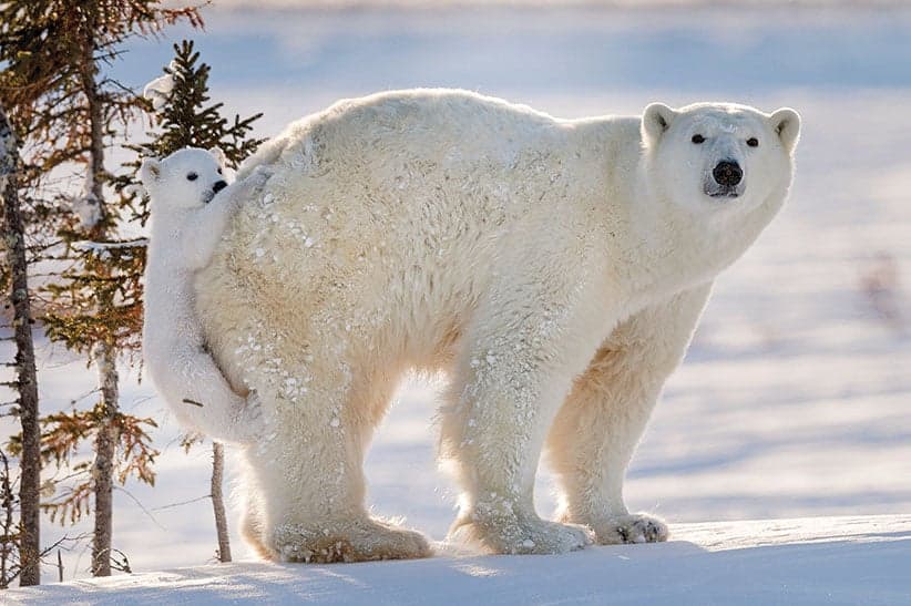 It took 117 hours to capture this polar bear photo
