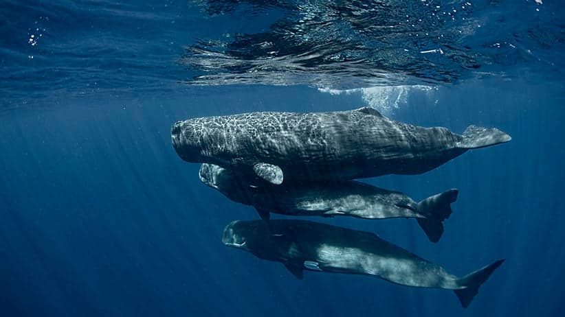 'Have we met?': Sperm whales can talk, and even have dialects