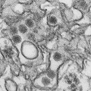 Zika panic hits the Americas