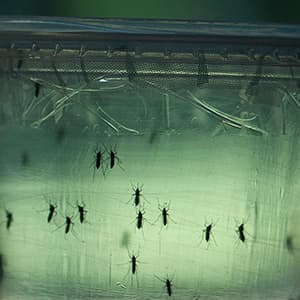Meet Canada's mosquito hunters