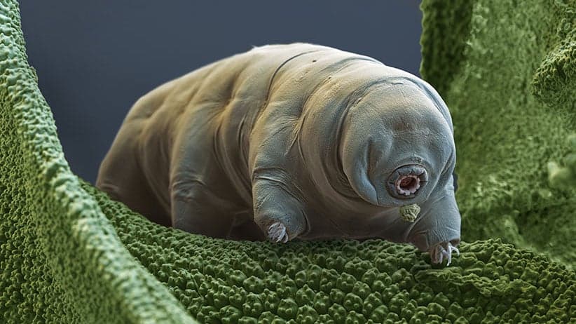 Even 30 years of deep freeze can't stop the water bear