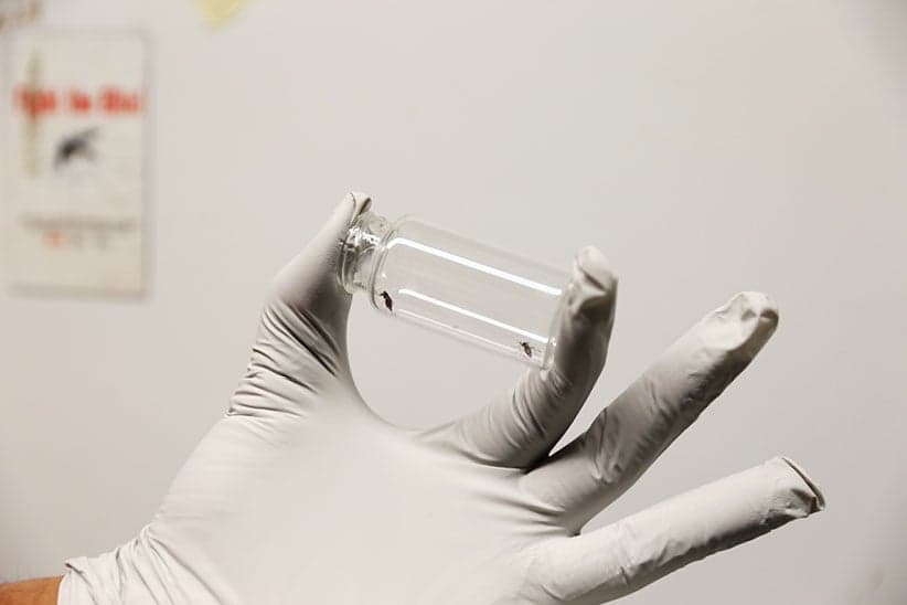 Could Canadian mosquitoes transmit the Zika virus?