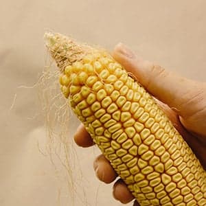 In defence of genetically modified food