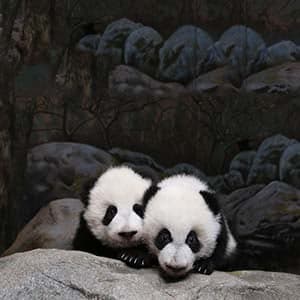 It takes a village: How Canada got its first native-born pandas