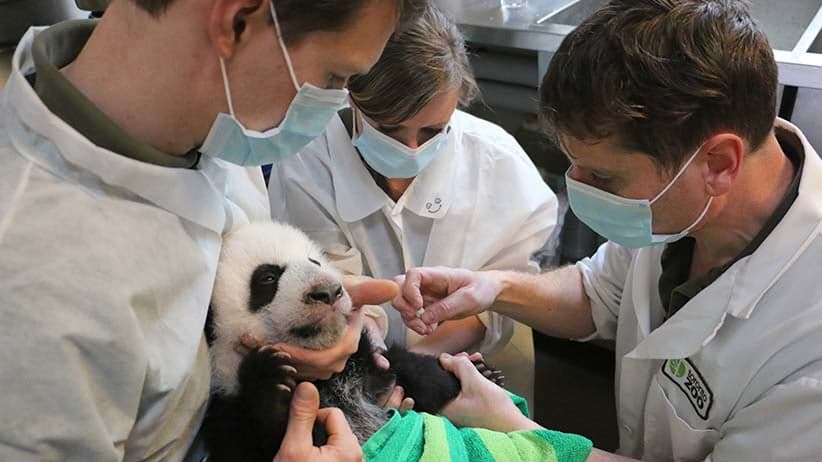 High-demand, highly cute: Five odd facts about pandas