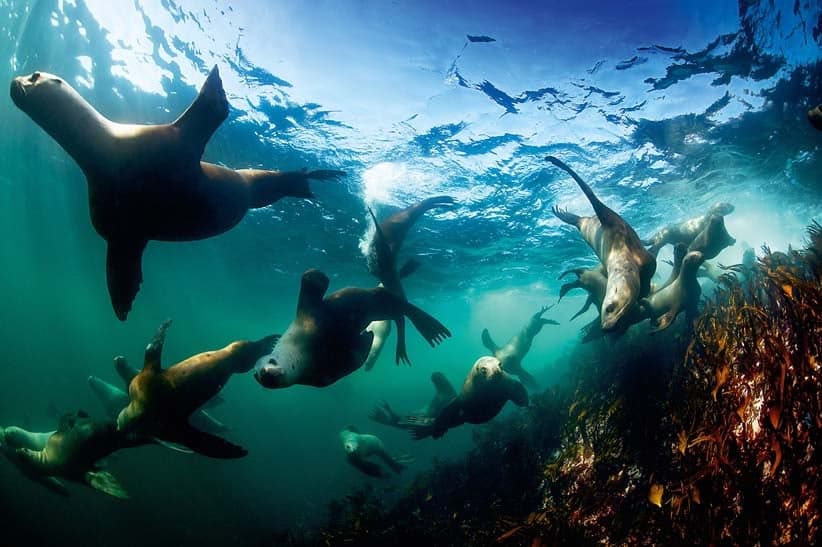 Under the Great Bear Sea, a roaring trove of natural treasures