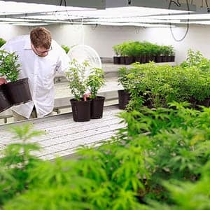 Canadian schools set to capitalize on marijuana businesses