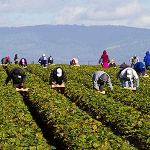 Canada’s uncomfortable reliance on migrant workers