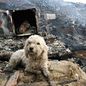 Is there hope for the pets of Fort McMurray?