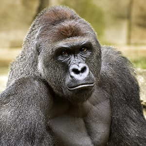 The elephant in the room for the animal rights movement