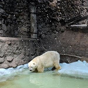 A sad ending for the 'world’s loneliest polar bear'