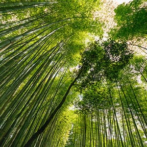 Excerpt: How trees talk to each other