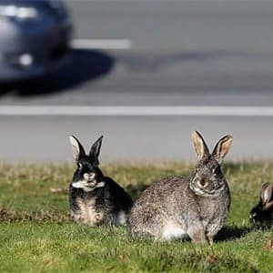 Free the bunnies: Why B.C. rabbits are being airlifted to Texas