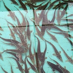 How a plan to sell New Brunswick caviar went so wrong