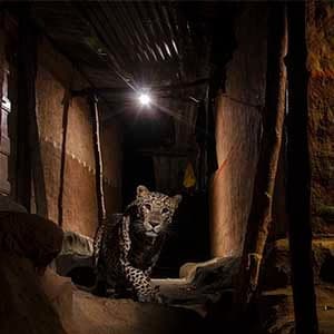 The best wildlife photography of the year