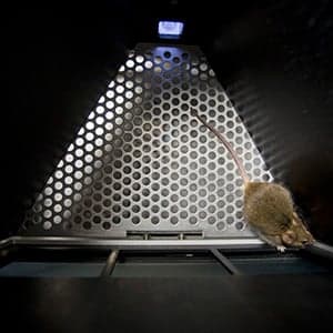 Bright Idea: Touchscreen chamber for mice, complete with milkshake