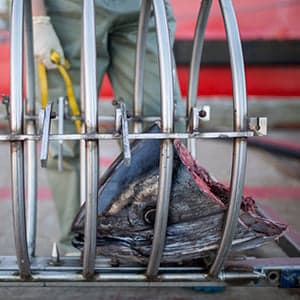 Bright Idea: A tuna vise that gets a grip on fish heads