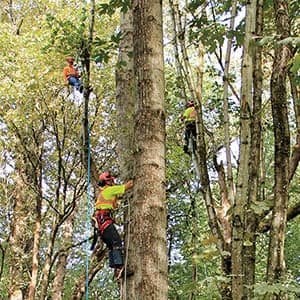 When a tree fells a power line, call a utility arborist