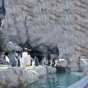 What's killing the animals at the Calgary Zoo?