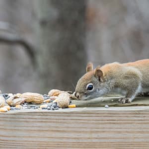 Hey neighbour, enough with the squirrel feeding already