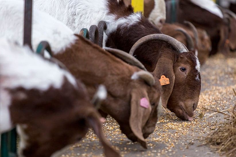 Can goat meat hoof its way to the culinary forefront?