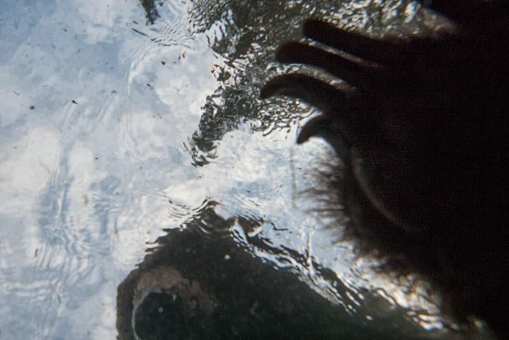 Bear necessities: Delaying hibernation for one more feast