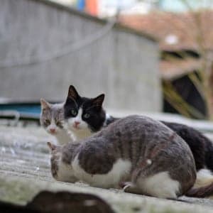 The problem with cats