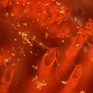 How geologists found the world's oldest fossils in Canada