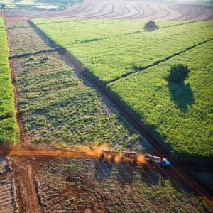 How crop monocultures are threatening our food supply
