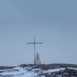 Polars bears are descending on Newfoundland and scaring parents