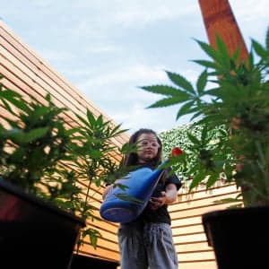 What happens when parents smoke pot