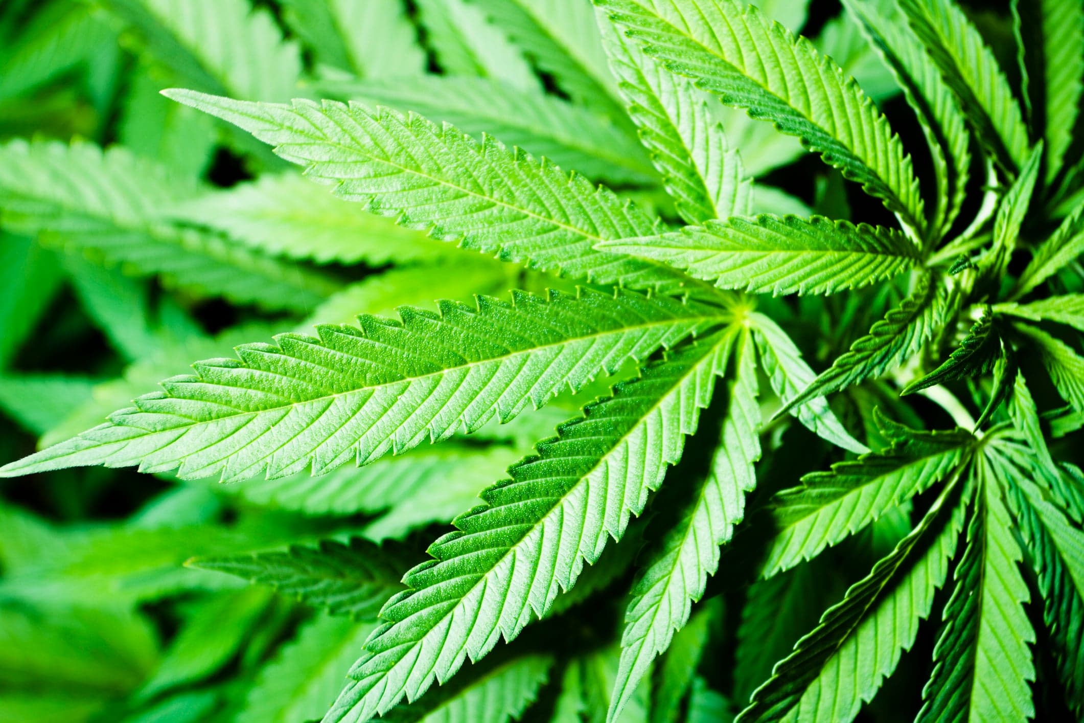 420: How do pot penalties compare to other offences?