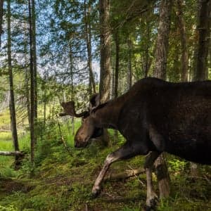 Nova Scotia is racing to protect its fragile 'Moose Sex Corridor'