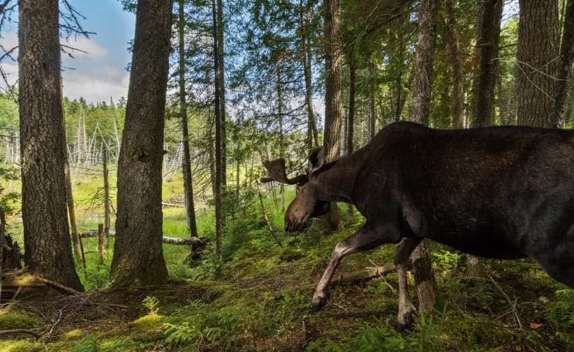 A camera trap captures a bull mose, Alces alces, as it descends to a forest clearing, New Brunswick, Canada. (Nick Hawkins)