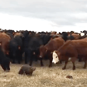 The Lone Beaver: David Poulsen narrates Canada's cattle-herding beaver