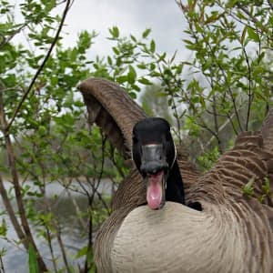 A new weapon in the war on Canada Geese: baseball bats