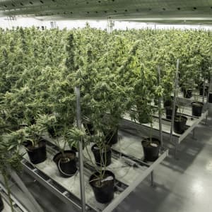 How big is Canada's marijuana market, really?