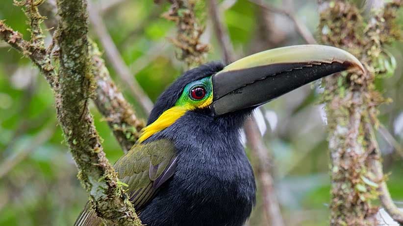 Why global conservation is a Canadian responsibility