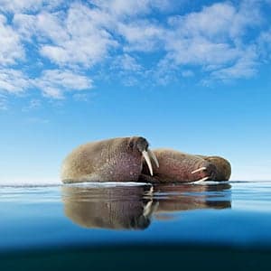 Could the walrus return to the Maritimes?