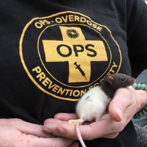 Why rats are overdosing in Vancouver's Downtown Eastside