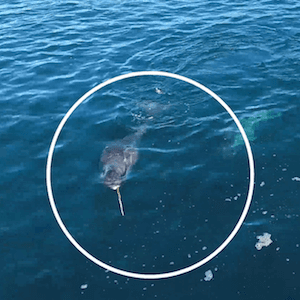 New footage reveals what narwhals actually use their tusks for