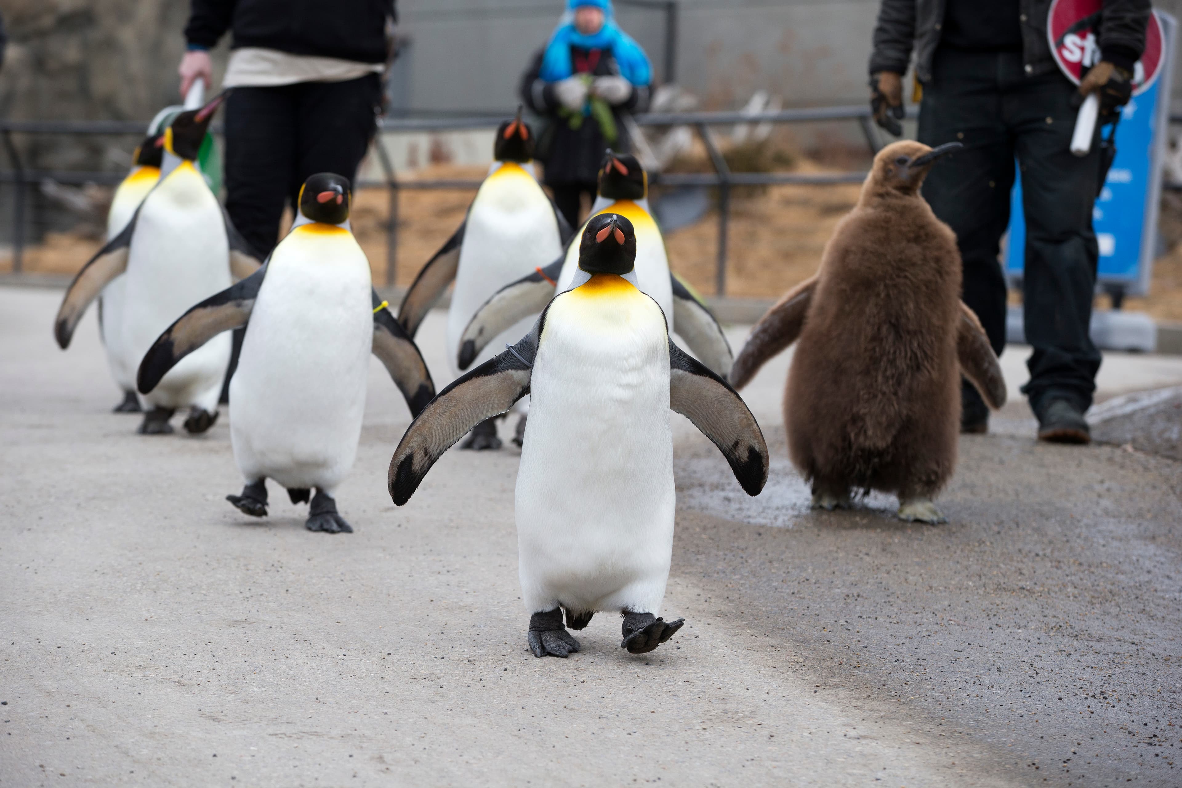 What it feels like to lead a penguin march at the Calgary Zoo