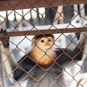 No more monkeys driving around Toronto?